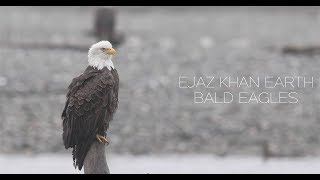 Bald Eagle Pictures By Ejaz Khan Earth