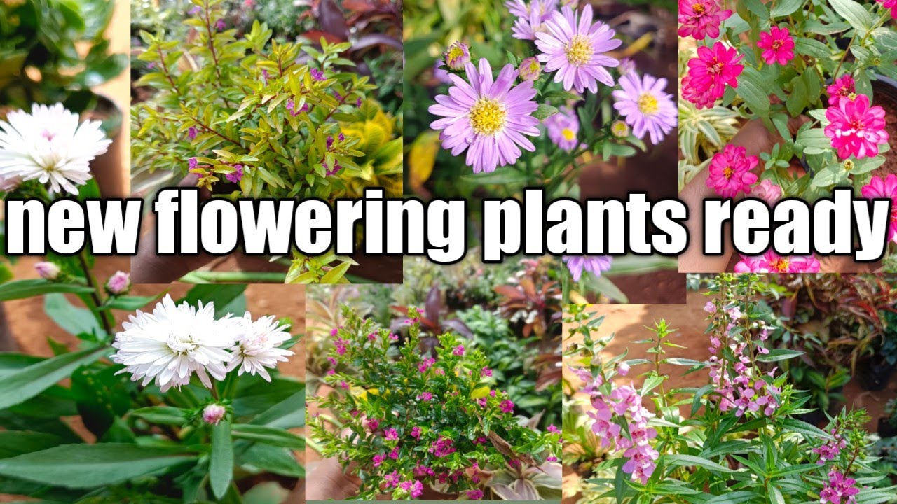 flowering plants online sale YouTube