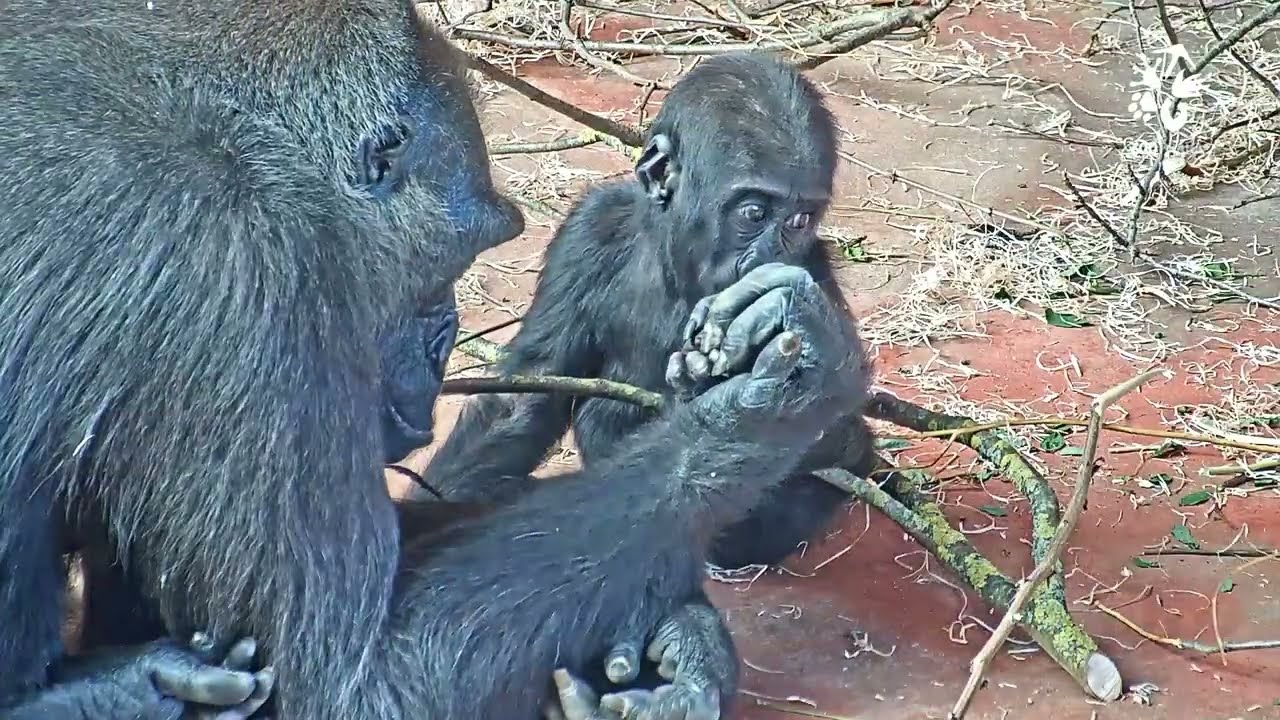 Nejstarší Kamba s nejmladší Gaiou v Rezervaci Dja