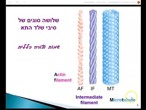 שלד התא הקדמה