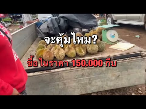 มารีวิวทุเรียนลาวพันพื้นบ้านว่าจะคุ้มไหม?