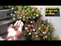 पोर्टुलाका में ये एक बार डालें और पायें ढेरों फूल/increase flowers on mose rose/portulaca/9 O'clock