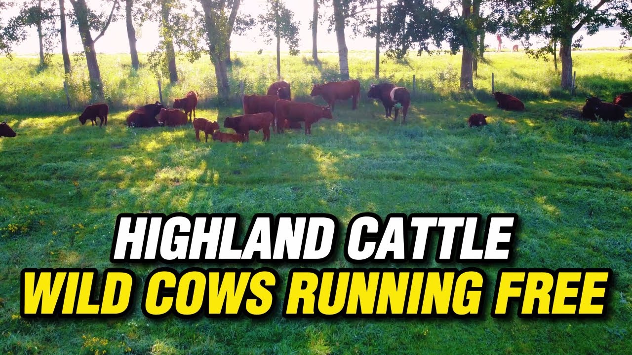HIGHLAND CATTLE WILD COWS RUNNING FREE DUTCH NATURE PARK