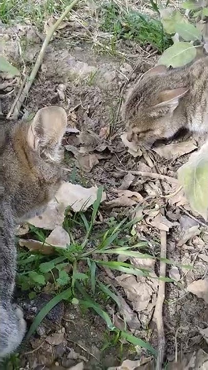 Cat Vs Dog Fight To The Death #cat vs dog fight till death part 2||cat vs dog fight till death#cat