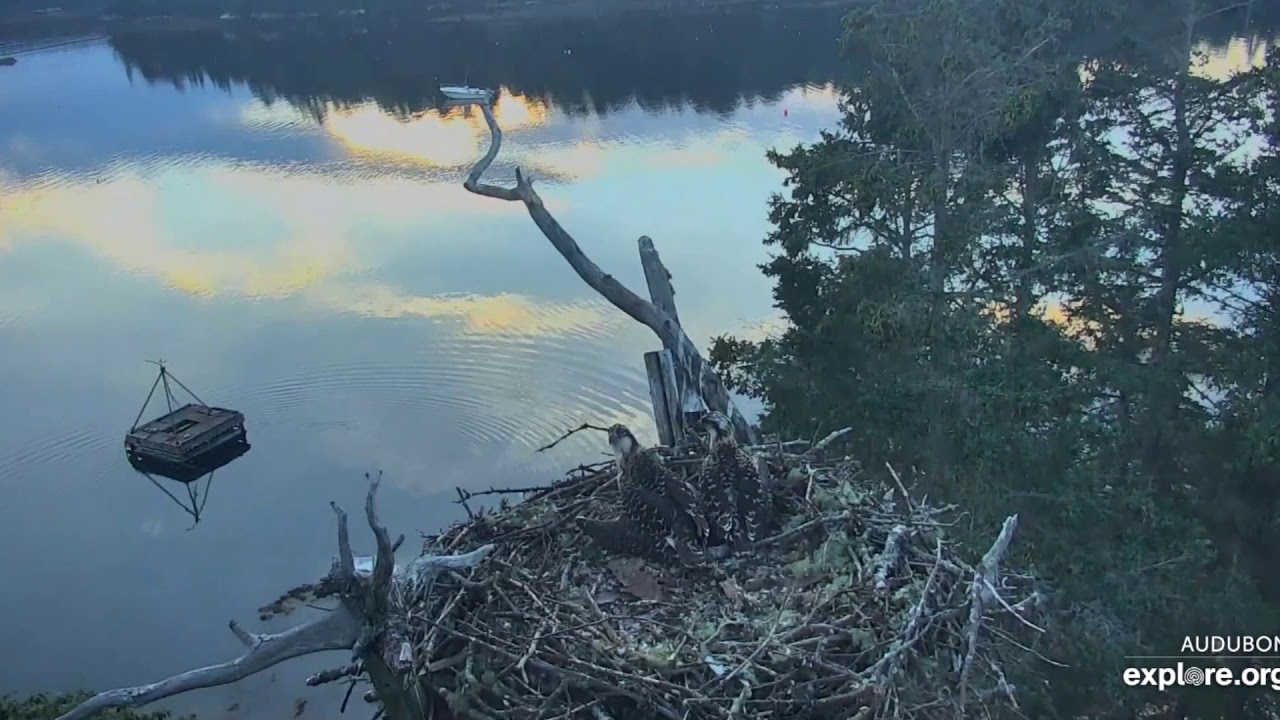 Rachel's 2nd Catch after the Injury - Hog Island Osprey Nest at Dusk ...