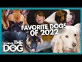 Our Favorite Dogs of 2022 | Compilation | It&#39;s Me or The Dog