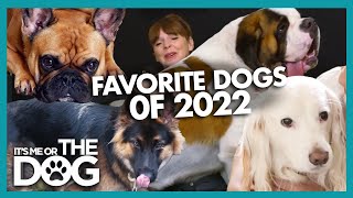 Our Favorite Dogs of 2022 | Compilation | It's Me or The Dog