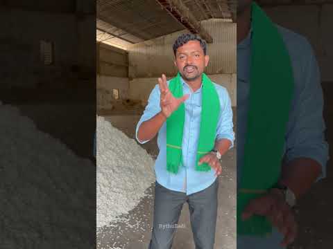 జిన్నింగ్ మిల్లులో పత్తి నుండి గింజలు వేరు చేస్తున్నారు #rythubadi #agriculture #Cotton Ginning Mill