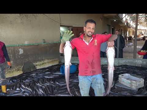 افتكروه عفريت بياكل السمك في البحر صيد أكبر 10 قراميط في مصر دول حيتان مش طبيعي 