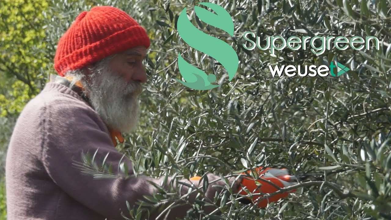 Potatura primaverile olivo di Gaeta con Ernesto - Poche semplici regole per potare un ulivo