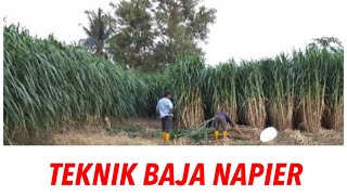 Napier pakchong dan kaedah pembajaan