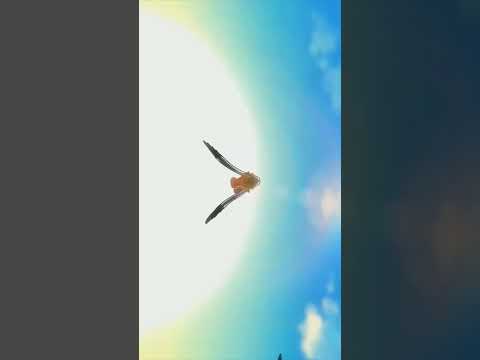 #onepieceworld #amvedit #4kanime