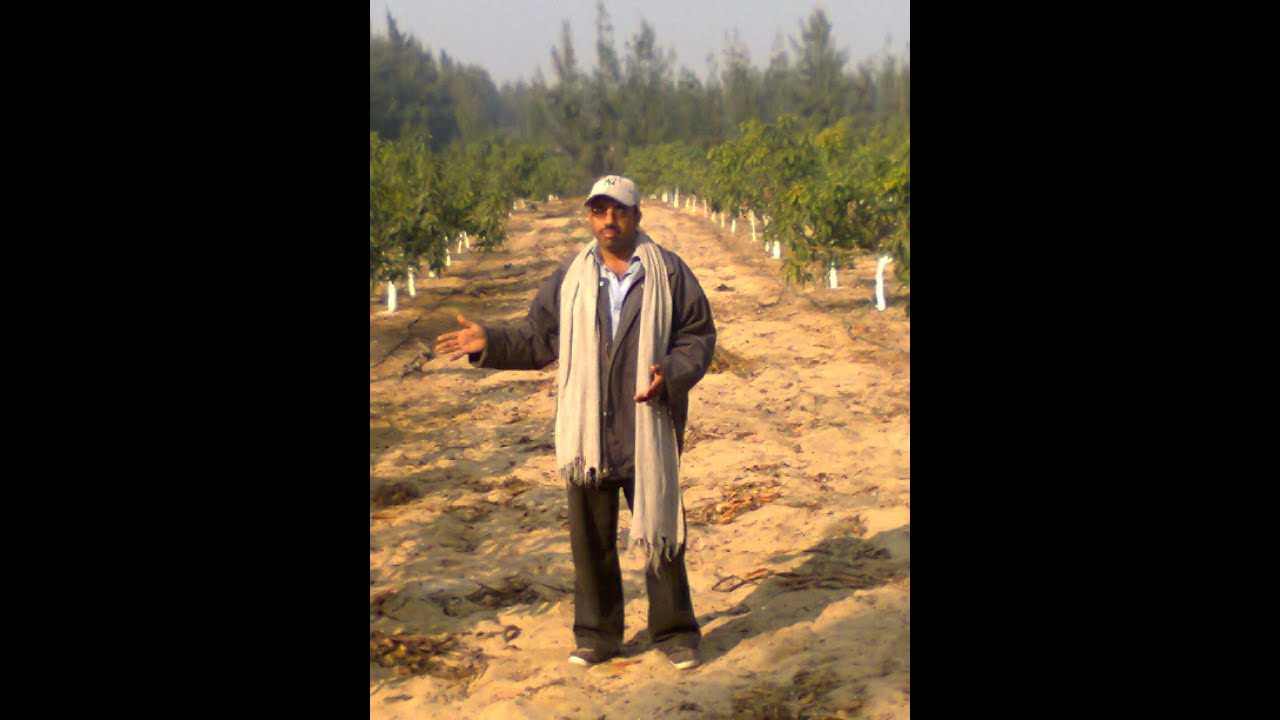 مانجو صديق صنف محلى ممتاز غزير انتاج جيد الصفات خطييييييير لا يقاوم فى الطعم