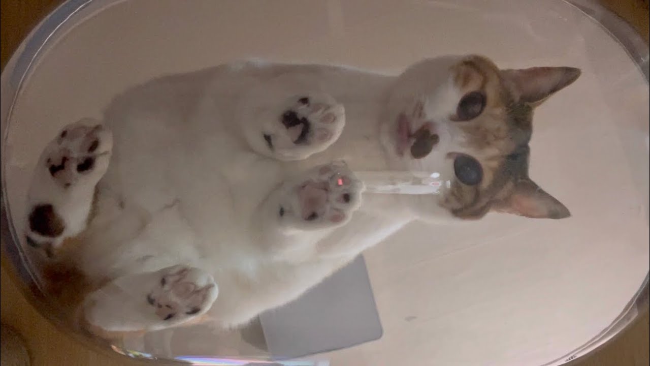 냥배추 달아요.