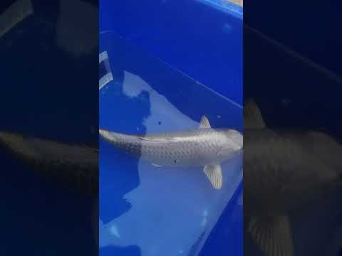 picking up the second mukashi ogan up from twisted koi