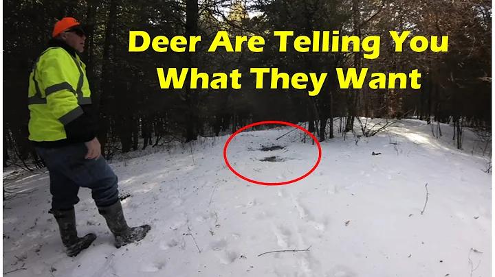 Best Time of Year For Post Season Scouting Your Deer Hunting Property