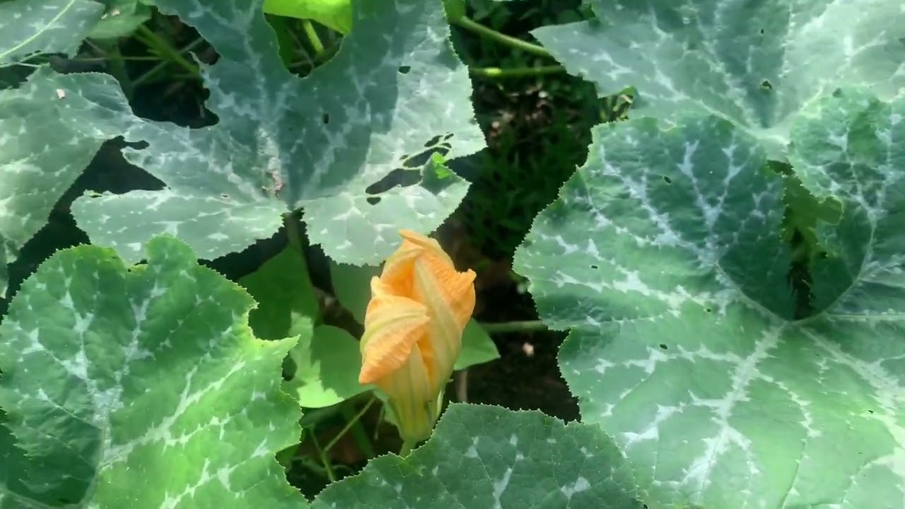 The3nMEE | Marias Garden