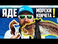 ОТРОВНА РИБА ИЗЯЖДА МОРСКИТЕ КОНЧЕТА!!! Риболов на сафрид в Черно море ( Поморие )