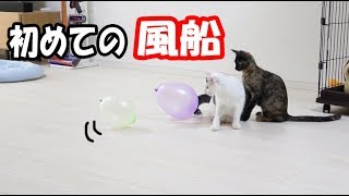 猫4匹に初めて風船を見せてみた