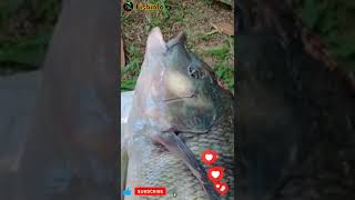 ikan nila besar