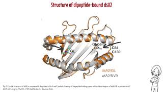 Structures of peptide free and partially loaded MHC