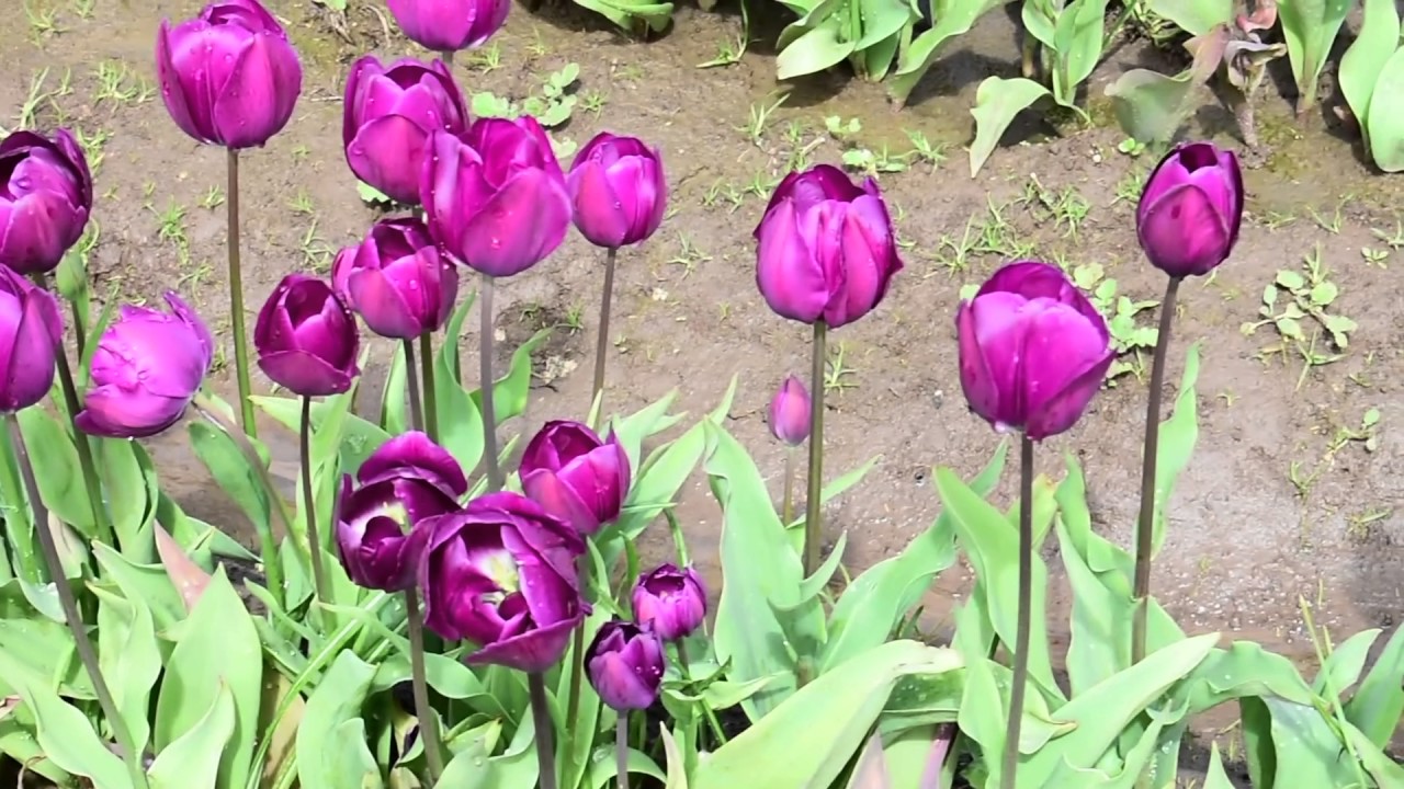 Annual Wooden Shoe Tulip Festival | Canby OR