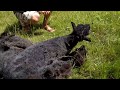 Shearing a black Ouessant sheep