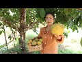 Do you have Santol fruit at home? / Harvest Santol fruit for my recipe / Cooking with Sreypov