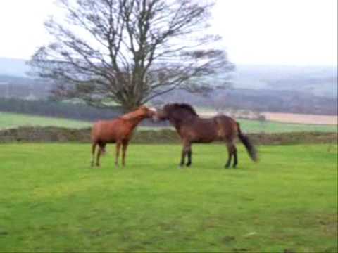 Exmoor Pony - Billy Milton has fun up north