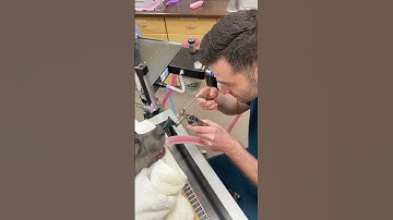 GOT IT!!! Imagine having a sharp, barbed seed stuck all the way up your nose! Foxtails are a common