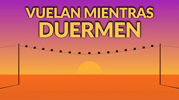 ¿Duermen los pájaros mientras vuelan?