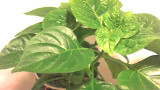 Bhut Jolokia (Ghost Pepper) Plant Time-Lapse 11-7 to 11-19