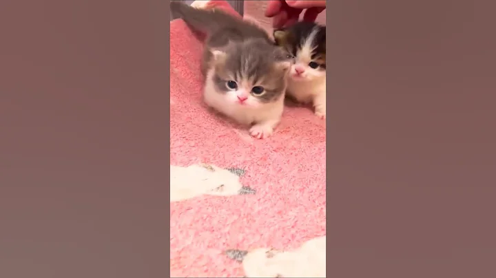 Video 11086411: norwegian forest, cat kitten cute, cat cute adorable