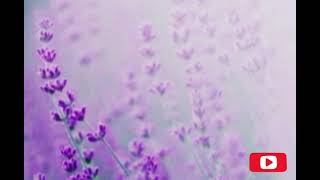 GhostDragon & Exede - Strangers Again (Lyrics)