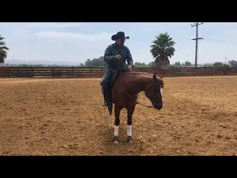 Video: Consejos para entrenar caballos: Cómo entrenar para carreras de barriles, con video