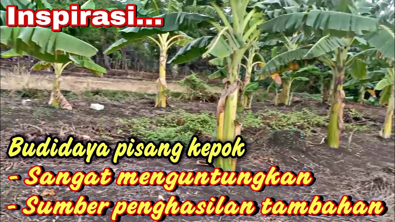 Budidaya pisang kepok dapat menjadi sumber penghasilan tambahan 