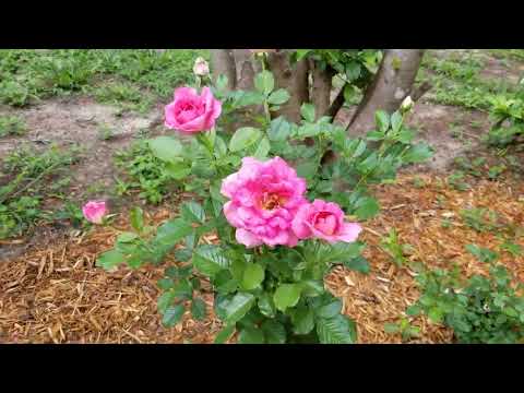 Mauvelous Floribunda rose Jackson and Perkins looking marvelous