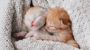10 Hours of Extremely Relaxing Cat Music! 😽 Relaxing Lullaby with Cat Purring Sounds