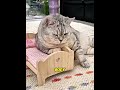 His owner got married, so this poor cat lost his spot in bed! 😭🐱❤️#usa