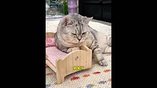 His owner got married, so this poor cat lost his spot in bed! 😭🐱❤️#usa
