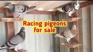 Top Racing pigeons for sale | pigeons sale in Madikeri | ರೇಸಿಂಗ್ ಪಾರಿವಾಳಗಳನ್ನು ಪಡೆಯಿರಿ