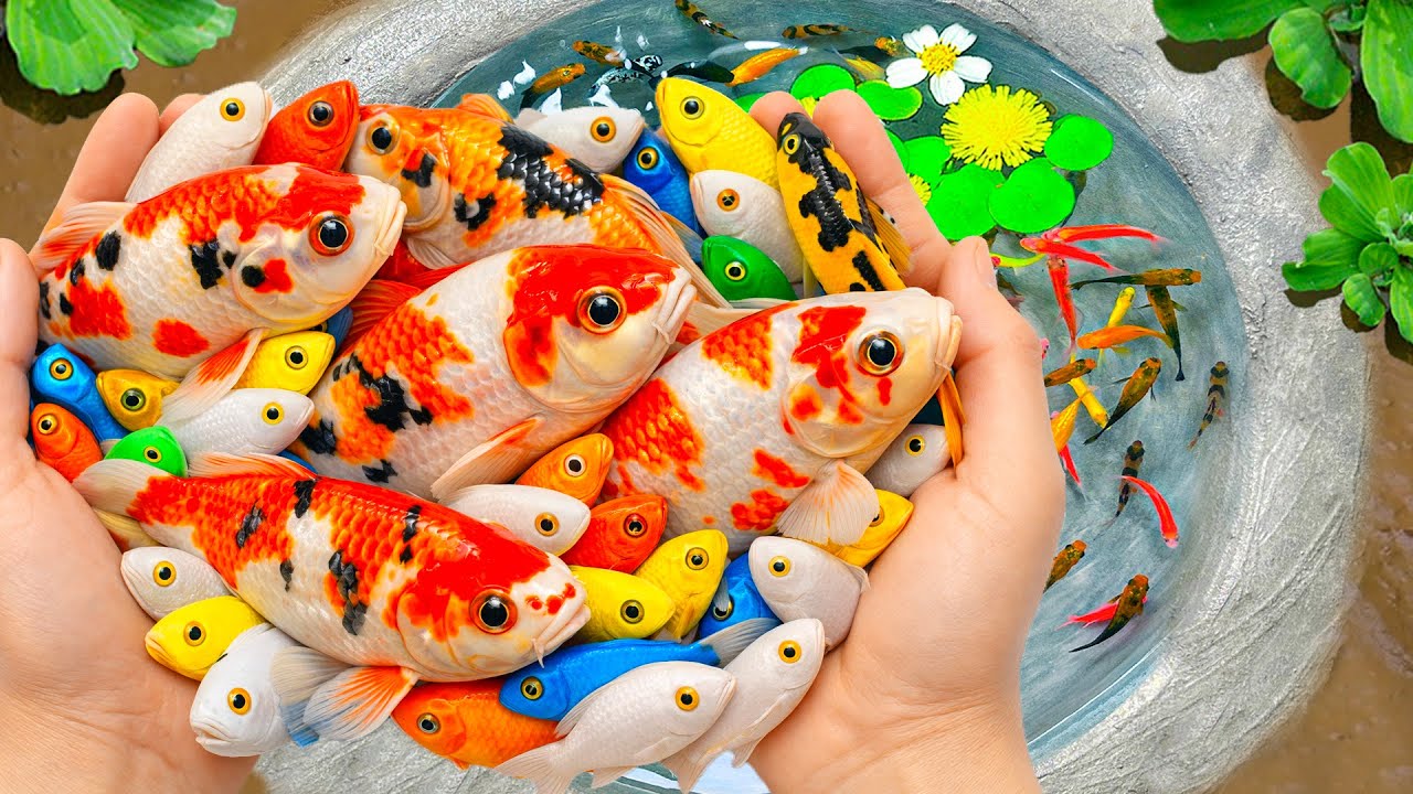 Catch Beautiful Ornamental Fish in Small Pond, Pingpong Pearl, Ranchu Fish, Carp, Eels, Koi, Turtle