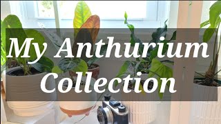 My Anthurium Collection