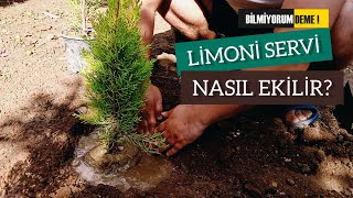 Limoni Servi Ağacı Ekme Yöntemi | Nasıl Yapılır?