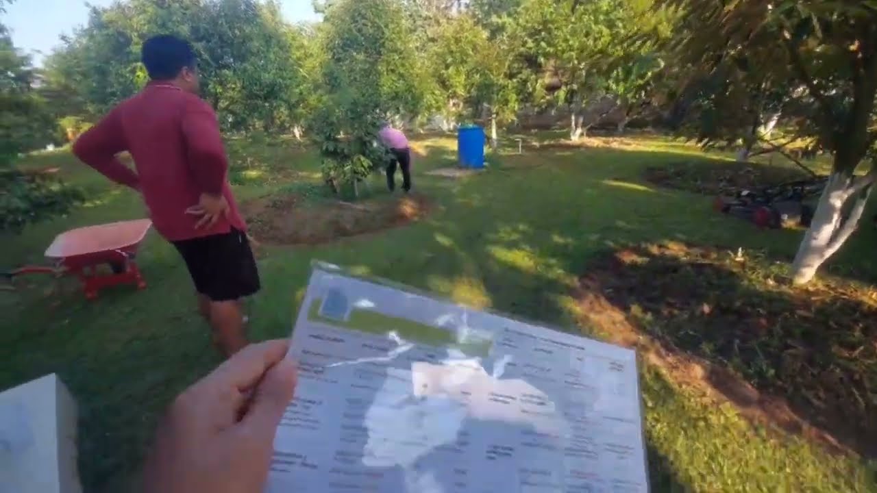 APLIKASI PUPUK PERSIAPAN PEMBUNGAAN PADA DURIAN #musangking #bawor #ochee #montong