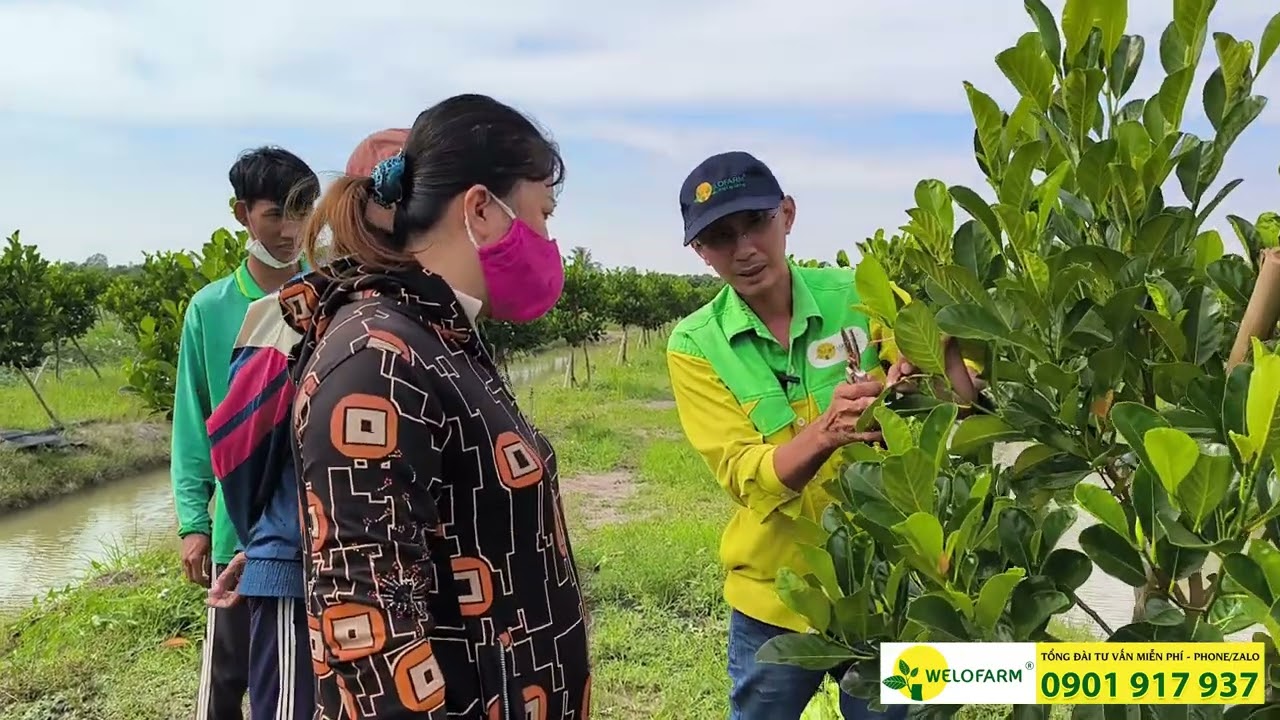 Cắt tỉa cành tạo tán cho mít 8 tháng tuổi.