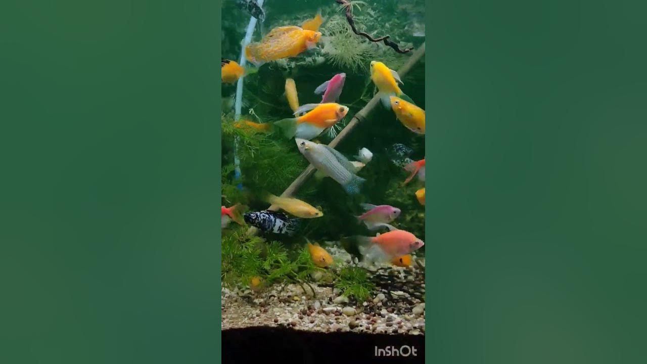Where s To Buy Aquarium Fish In Ahmedabad Most Popular Pets Shop where-s-to-buy-aquarium-fish-in-ahmedabad-most-popular-pets-shop