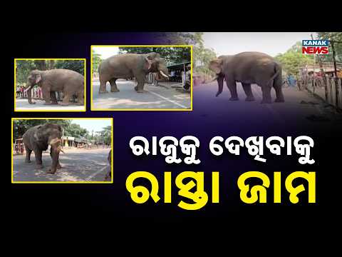ରାଜୁକୁ ଦେଖିବାକୁ ରାସ୍ତା ଜାମ Raju Elephant in Sambalpur | Crowds Gather, Traffic Jam Near Raju