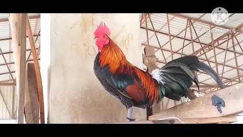 saib​ me​ nyuam​ qaib​dib​txhuam​ 3 qua zoo heev​ 2024