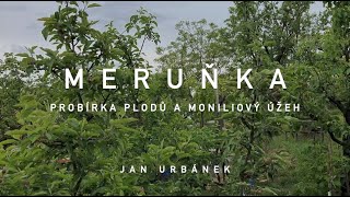 MERUŇKA - probírka plodů a moniliový úžeh